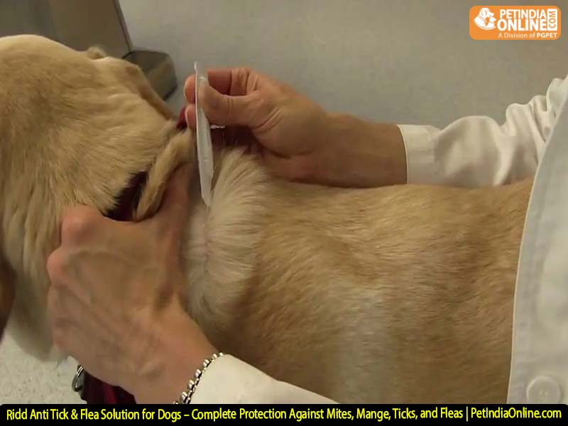 Ridd Anti Tick & Flea Solution for Dogs – Complete Protection Against Mites, Mange, Ticks, and Fleas | PetIndiaOnline.com