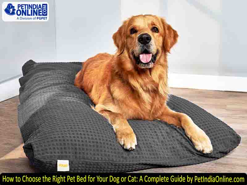 How to Choose the Right Pet Bed for Your Dog or Cat: A Complete Guide by PetIndiaOnline.com