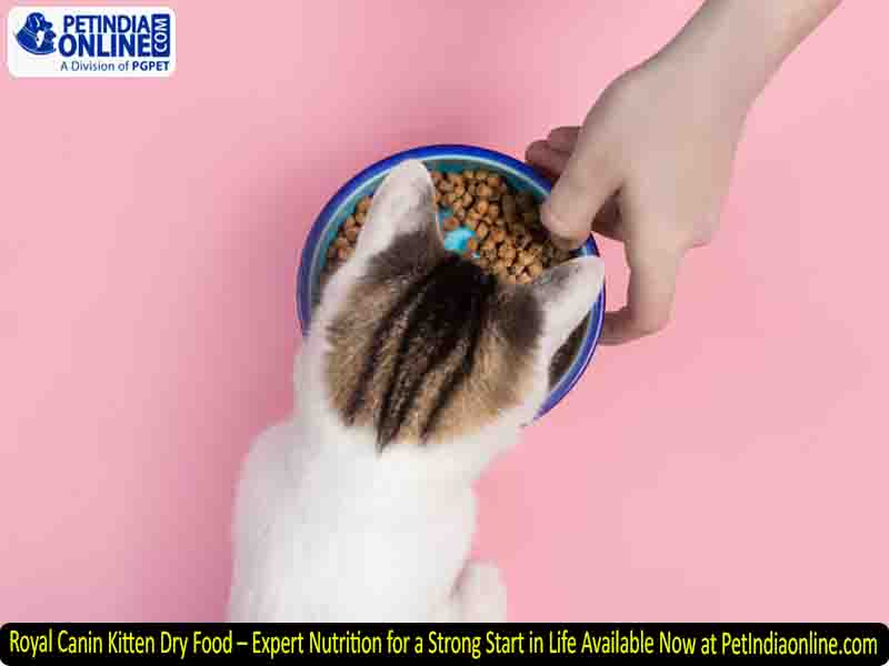 Royal Canin Kitten Dry Food – Expert Nutrition for a Strong Start in Life Available Now at PetIndiaonline.com 