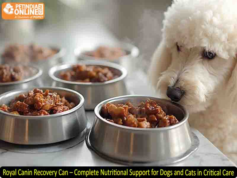 Royal Canin Recovery Can – Complete Nutritional Support for Dogs and Cats in Critical Care