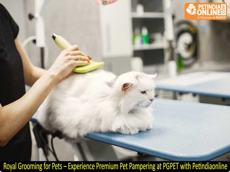 Royal Grooming for Pets – Experience Premium Pet Pampering at PGPET with Petindiaonline