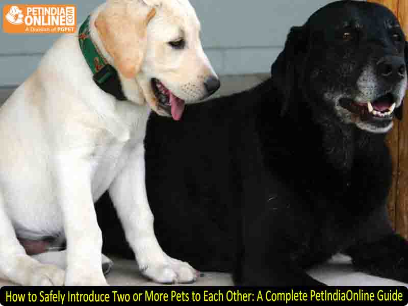 How to Safely Introduce Two or More Pets to Each Other: A Complete PetIndiaOnline Guide