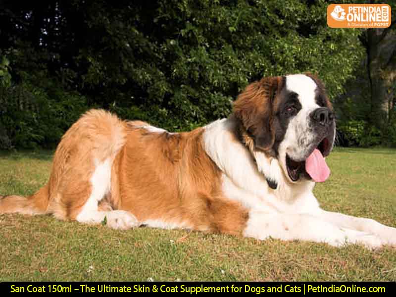 San Coat 150ml – The Ultimate Skin & Coat Supplement for Dogs and Cats | PetIndiaOnline.com