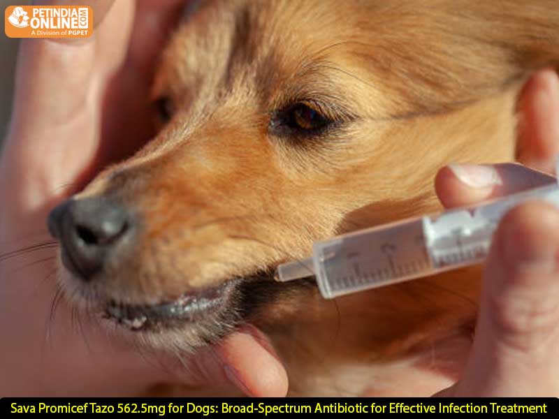 Sava Promicef Tazo 562.5mg for Dogs – Broad-Spectrum Antibiotic for Skin, Urinary, and Respiratory Infections