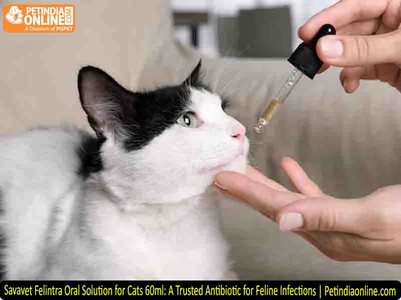 Savavet Felintra Oral Solution for Cats 60ml: A Trusted Antibiotic for Feline Infections | Petindiaonline.com