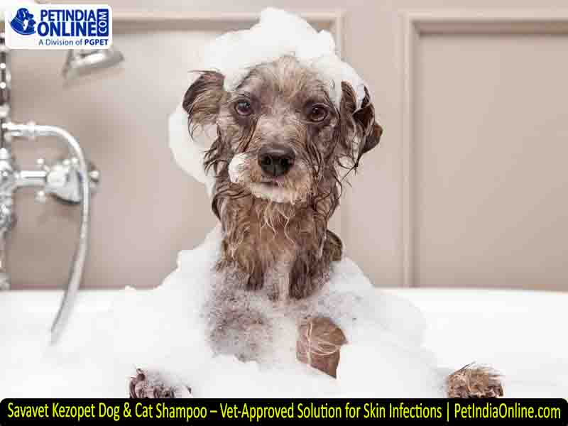 Savavet Kezopet Dog & Cat Shampoo – Vet-Approved Solution for Skin Infections | PetIndiaOnline.com