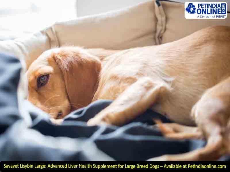 Savavet Lisybin Large: Advanced Liver Health Supplement for Large Breed Dogs – Available at Petindiaonline.com