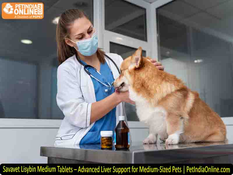 Savavet Lisybin Medium Tablets – Advanced Liver Support for Medium-Sized Pets | PetIndiaOnline.com