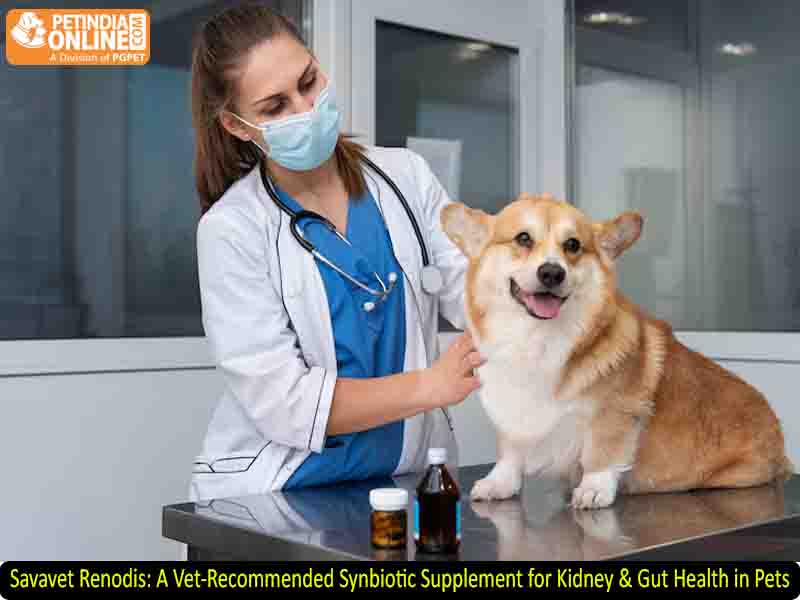Savavet Renodis: A Vet-Recommended Synbiotic Supplement for Kidney & Gut Health in Pets