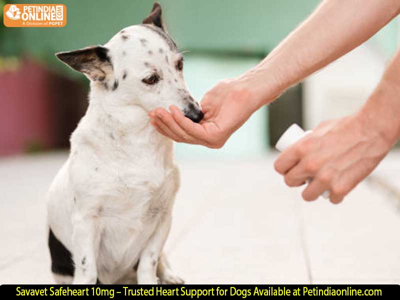 Savavet Safeheart 10mg – Trusted Heart Support for Dogs Available at Petindiaonline.com