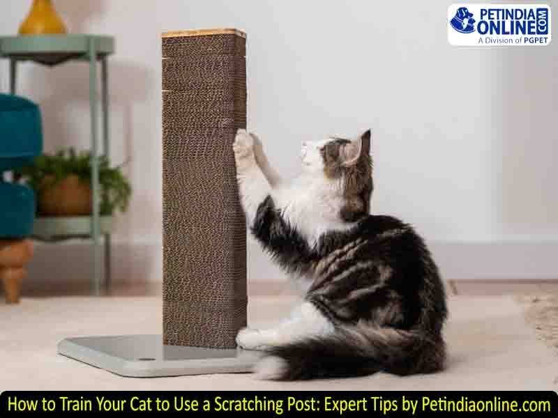 How to Train Your Cat to Use a Scratching Post: Expert Tips by Petindiaonline.com