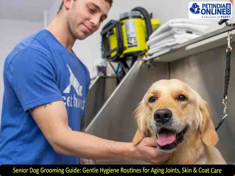 Senior Dog Grooming Guide: Gentle Hygiene Routines for Aging Joints, Skin & Coat Care