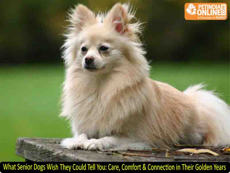 What Senior Dogs Wish They Could Tell You: Care, Comfort & Connection in Their Golden Years