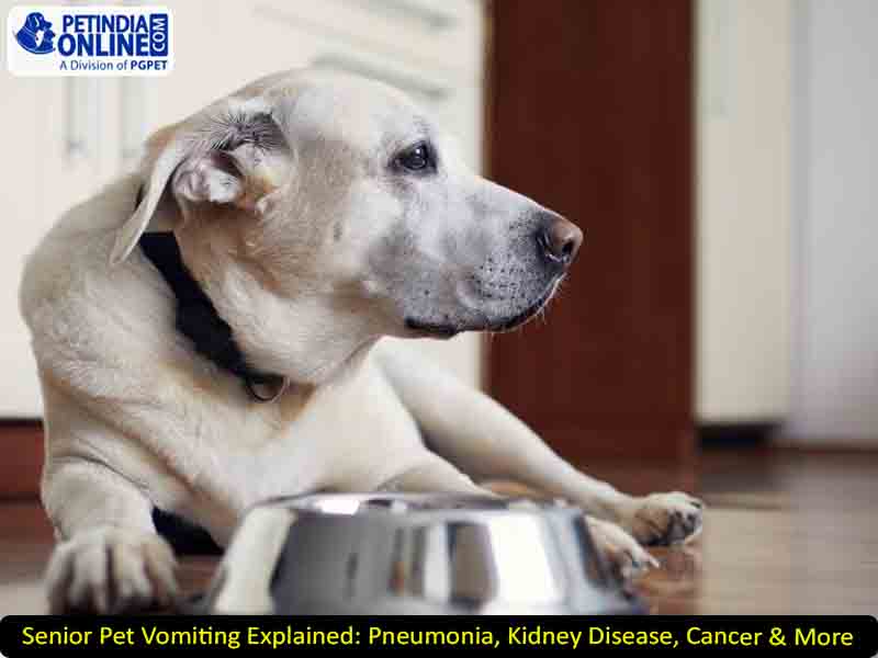 Senior Pet Vomiting Explained: Pneumonia, Kidney Disease, Cancer & More