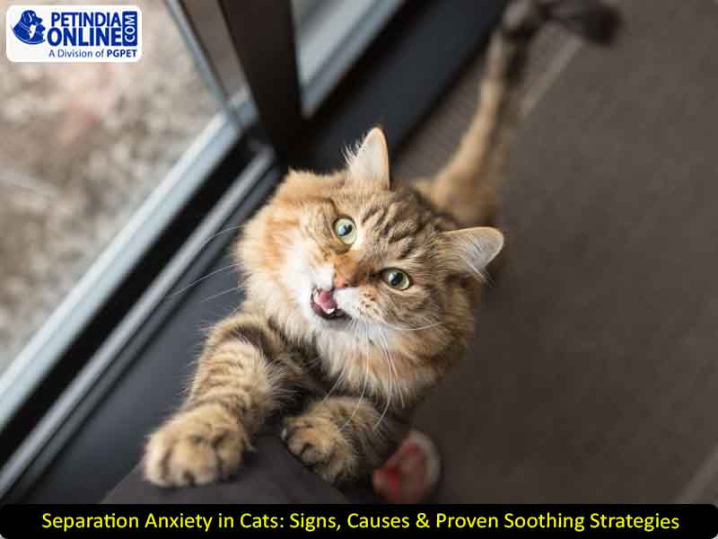 Separation Anxiety in Cats: Signs, Causes & Proven Soothing Strategies