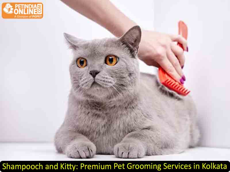 Shampooch and Kitty: Premium Pet Grooming Services in Kolkata