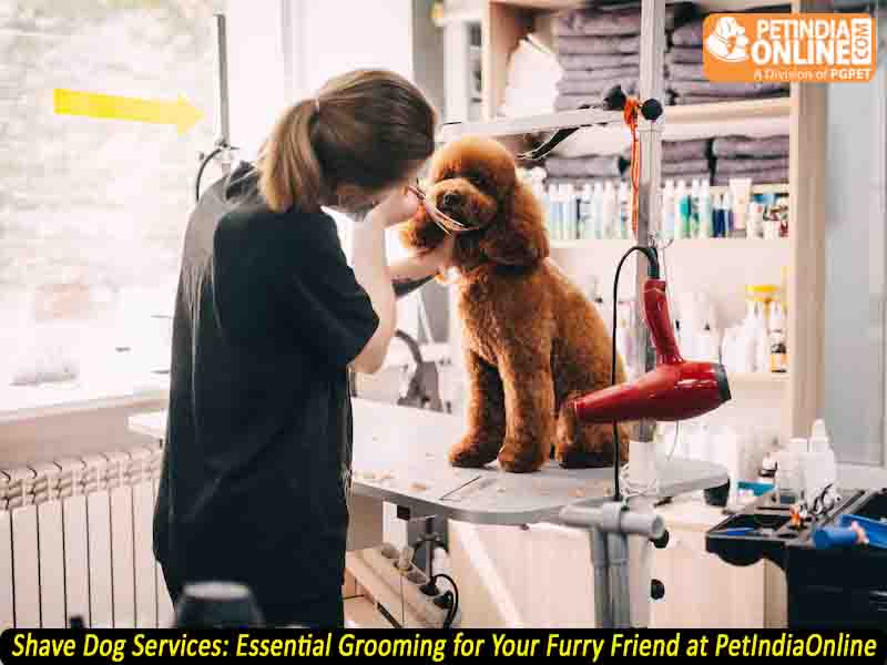 Shave Dog Services: Essential Grooming for Your Furry Friend at PetIndiaOnline