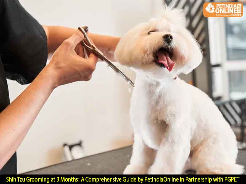 Shih Tzu Grooming at 3 Months: A Comprehensive Guide by PetIndiaOnline in Partnership with PGPET