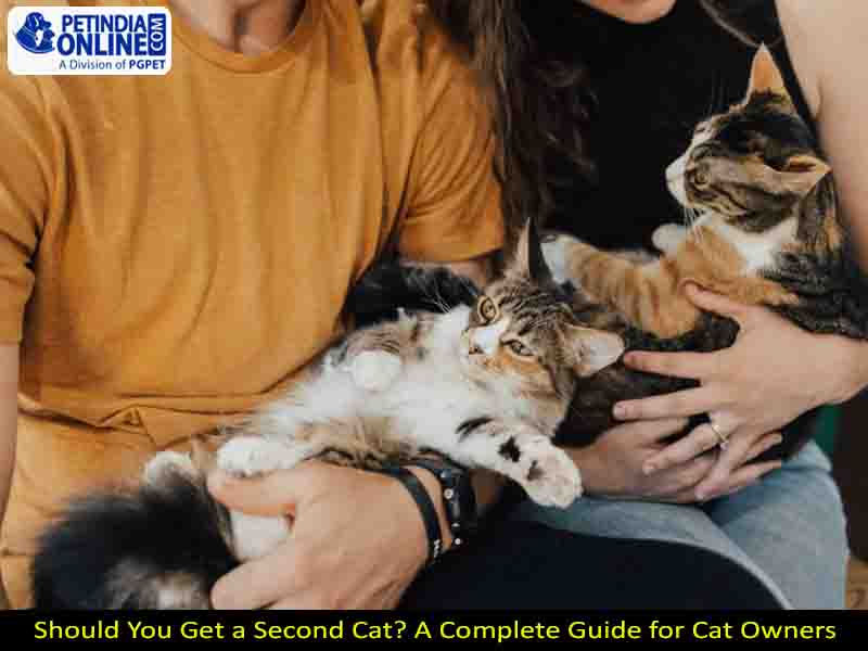 Should You Get a Second Cat? A Complete Guide for Cat Owners