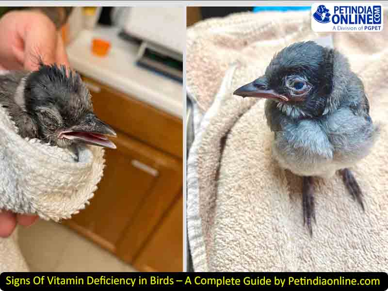 Signs Of Vitamin Deficiency in Birds – A Complete Guide by Petindiaonline.com