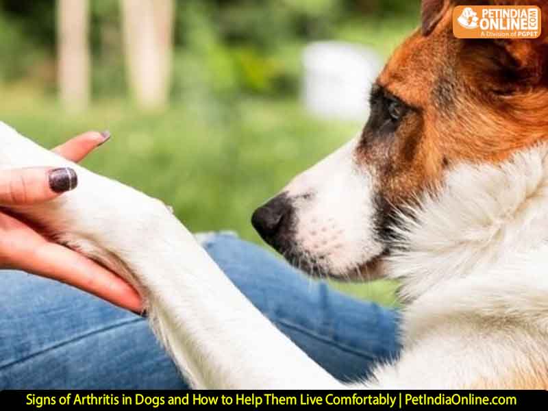 Signs of Arthritis in Dogs and How to Help Them Live Comfortably | PetIndiaOnline.com