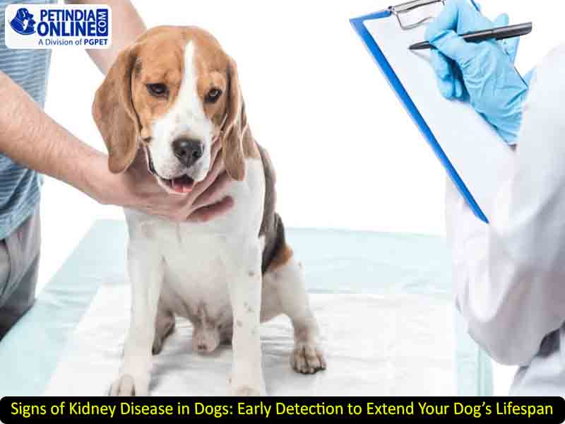 Signs of Kidney Disease in Dogs: Early Detection to Extend Your Dog’s Lifespan
