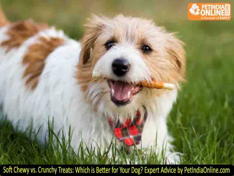 Soft Chewy vs. Crunchy Treats: Which is Better for Your Dog? Expert Advice by PetIndiaOnline.com