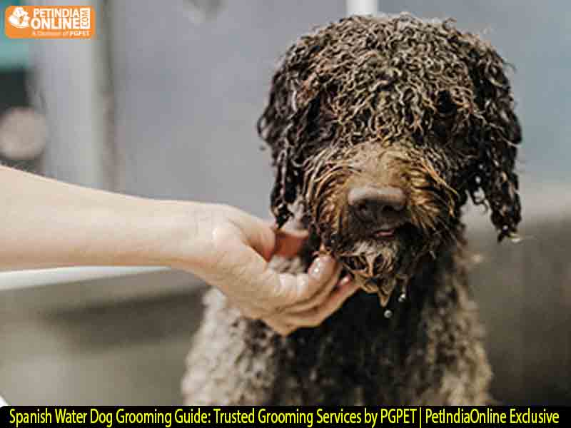 Spanish Water Dog Grooming Guide: Trusted Grooming Services by PGPET | PetIndiaOnline Exclusive