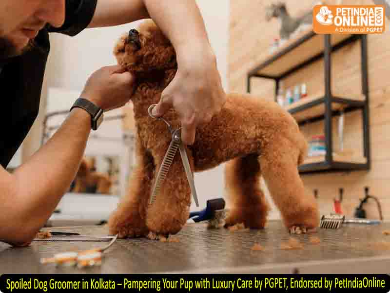 Spoiled Dog Groomer in Kolkata – Pampering Your Pup with Luxury Care by PGPET, Endorsed by PetIndiaOnline