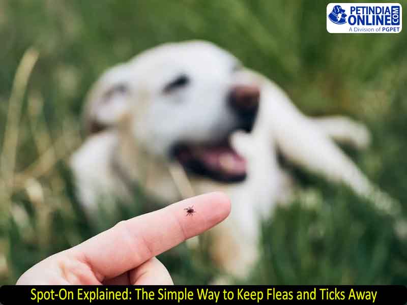 Spot-On Explained: The Simple Way to Keep Fleas and Ticks Away