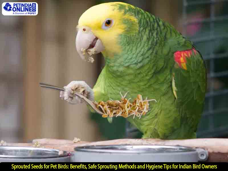  Sprouted Seeds for Pet Birds: Benefits, Safe Sprouting Methods and Hygiene Tips for Indian Bird Owners