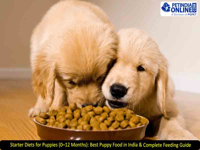 Starter Diets for Puppies (0–12 Months): Best Puppy Food in India & Complete Feeding Guide
