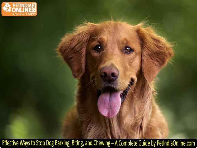 Effective Ways to Stop Dog Barking, Biting, and Chewing – A Complete Guide by PetIndiaOnline.com