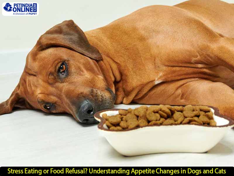 Stress Eating or Food Refusal? Understanding Appetite Changes in Dogs and Cats