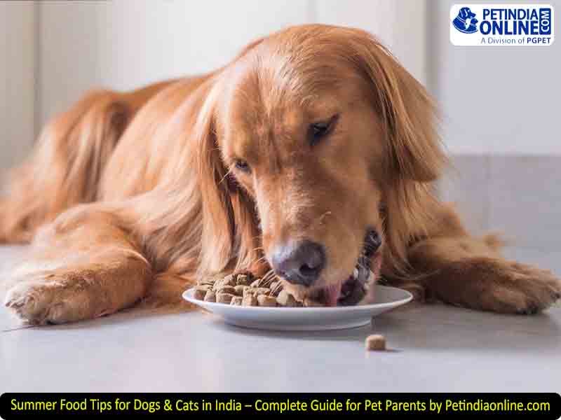 Summer Food Tips for Dogs & Cats in India – Complete Guide for Pet Parents by Petindiaonline.com