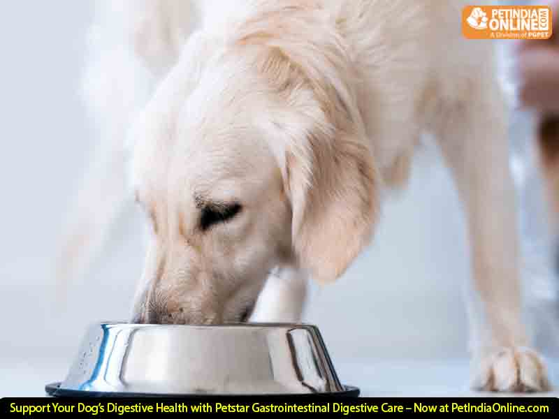 Support Your Dog’s Digestive Health with Petstar Gastrointestinal Digestive Care – Now at PetIndiaOnline.com