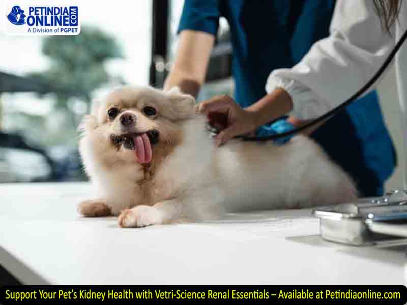 Support Your Pet’s Kidney Health with Vetri-Science Renal Essentials – Available at Petindiaonline.com