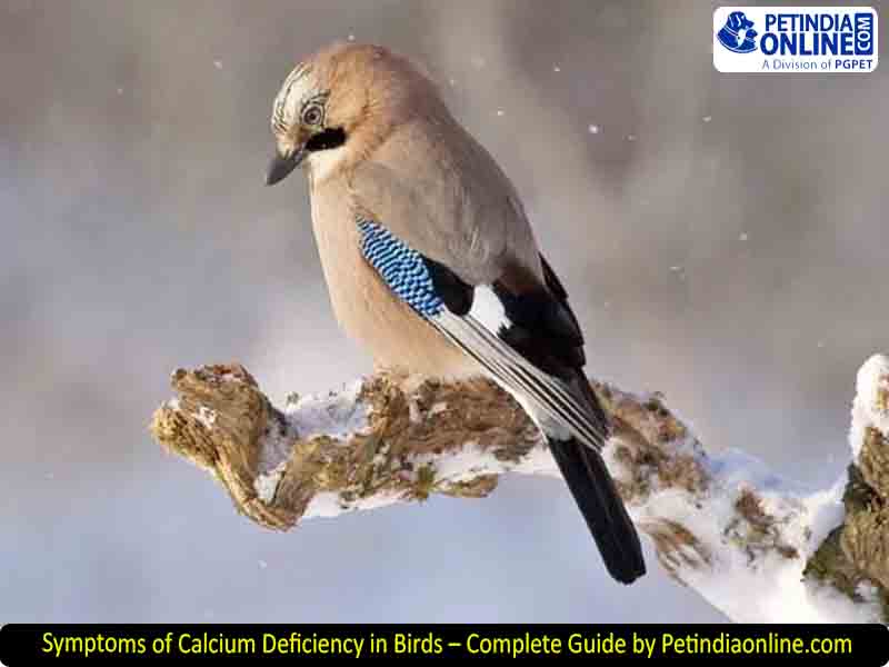 Symptoms of Calcium Deficiency in Birds – Complete Guide by Petindiaonline.com