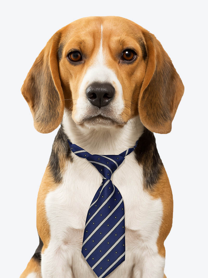 Buy Printed Blue Dog Collar Neck Tie at a low price in online India on petindiaonline