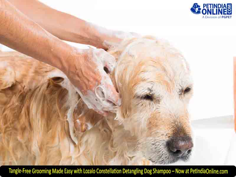 Tangle-Free Grooming Made Easy with Lozalo Constellation Detangling Dog Shampoo – Now at PetIndiaOnline.com