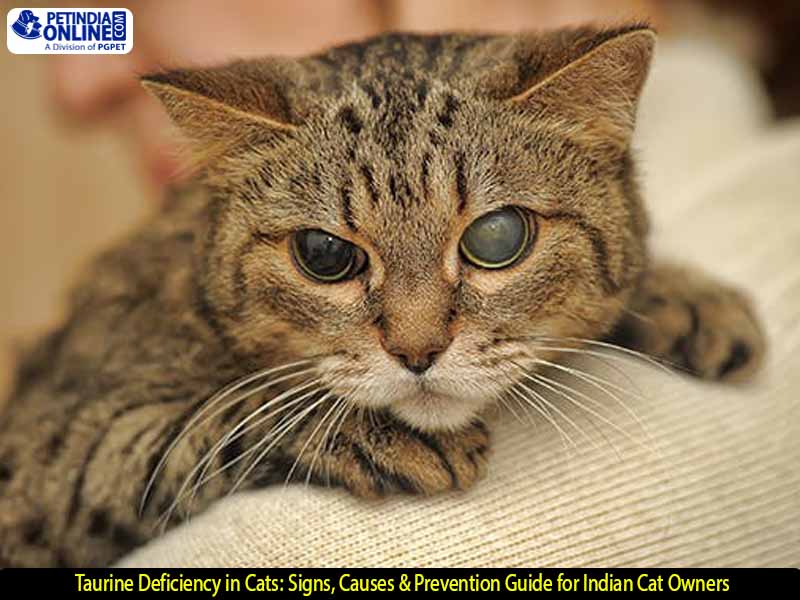 Taurine Deficiency in Cats: Signs, Causes & Prevention Guide for Indian Cat Owners