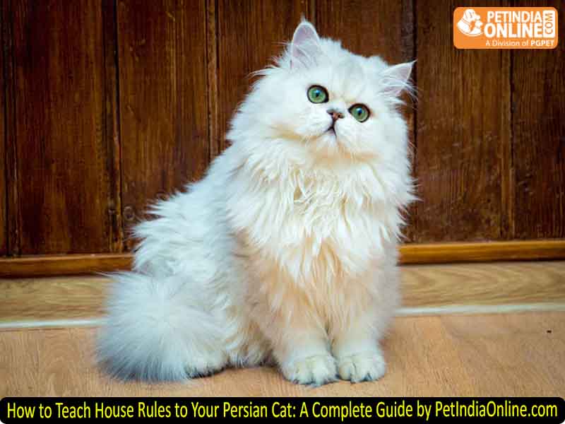 How to Teach House Rules to Your Persian Cat: A Complete Guide by PetIndiaOnline.com