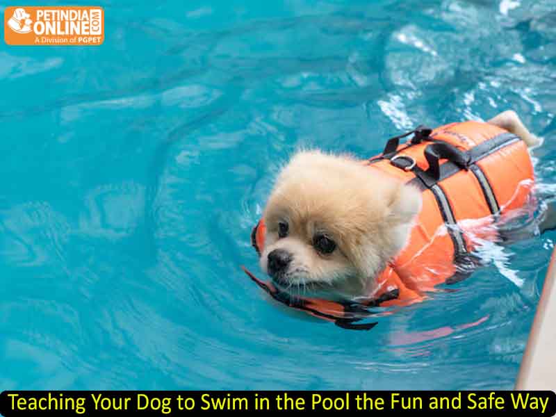 Teaching Your Dog to Swim in the Pool the Fun and Safe Way