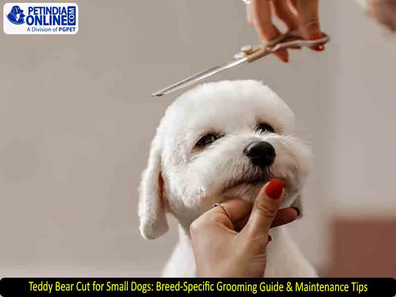 Teddy Bear Cut for Small Dogs: Breed-Specific Grooming Guide & Maintenance Tips