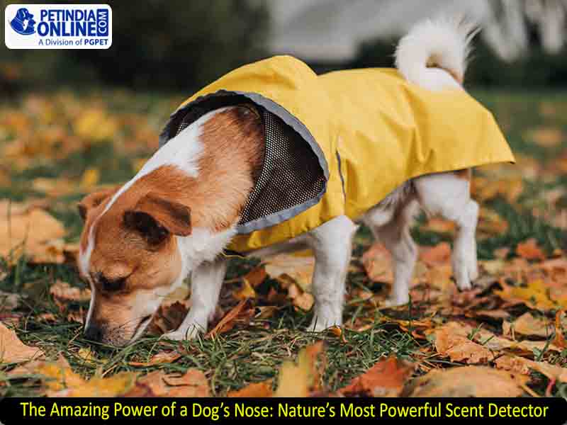 The Amazing Power of a Dog’s Nose: Nature’s Most Powerful Scent Detector