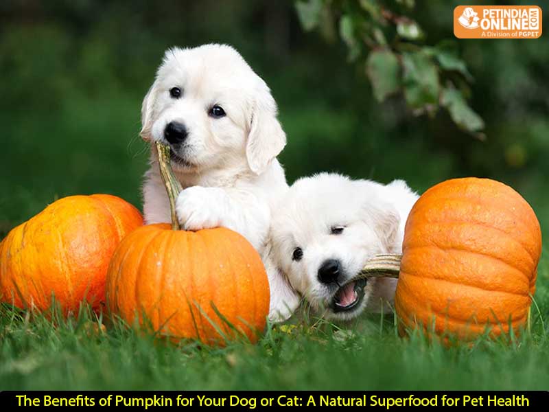 The Benefits of Pumpkin for Your Dog or Cat: A Natural Superfood for Pet Health