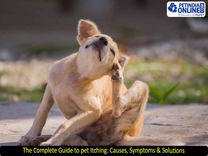 The Complete Guide to pet Itching: Causes, Symptoms & Solutions
