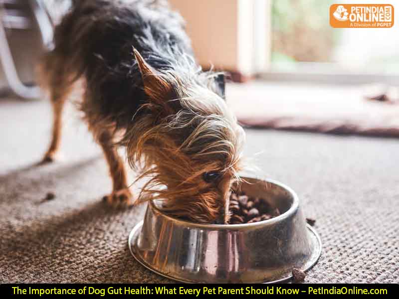 The Importance of Dog Gut Health: What Every Pet Parent Should Know – PetIndiaOnline.com