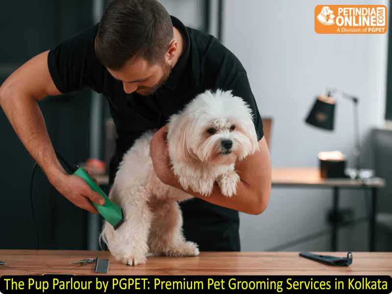 The Pup Parlour by PGPET: Premium Pet Grooming Services in Kolkata
