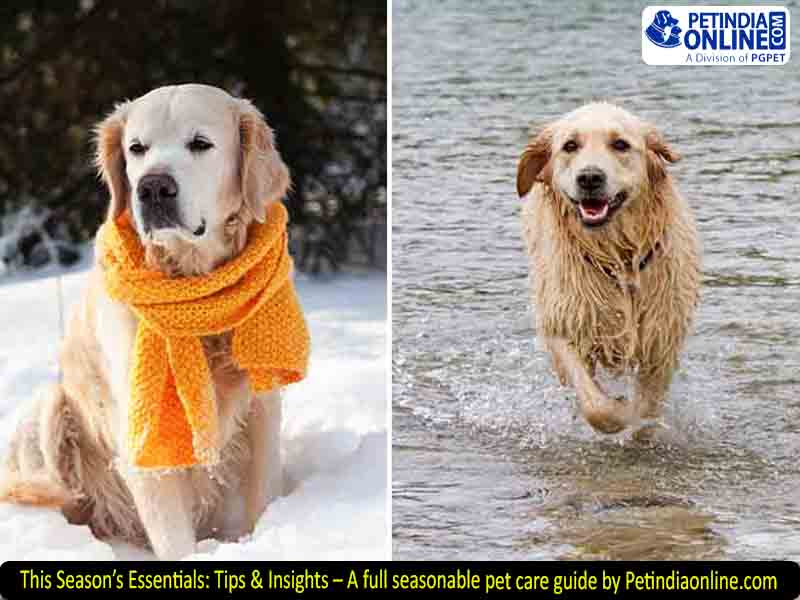 This Season’s Essentials: Tips & Insights – A full seasonable pet care guide by Petindiaonline.com